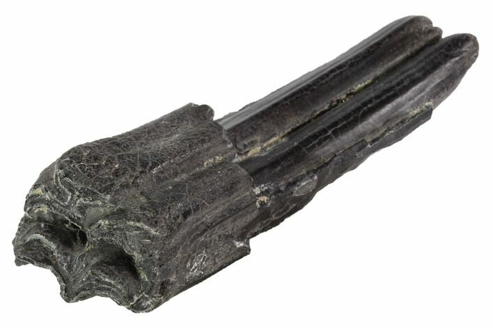 Bargain, Pleistocene Aged Fossil Horse Tooth - Florida #87291